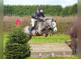 Connemara, Castrone, 5 Anni, 147 cm, Grigio