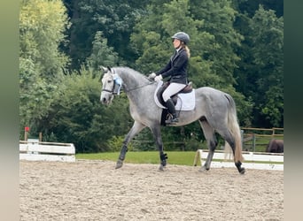 Connemara, Castrone, 5 Anni, 147 cm, Grigio ferro