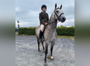 Connemara, Castrone, 5 Anni, 147 cm, Grigio