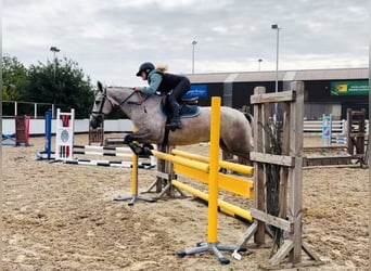 Connemara, Castrone, 5 Anni, 147 cm, Grigio pezzato