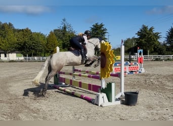 Connemara, Castrone, 5 Anni, 147 cm, Grigio pezzato