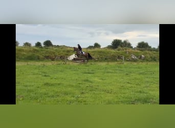 Connemara, Castrone, 5 Anni, 148 cm, Baio ciliegia