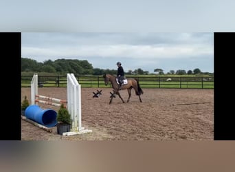 Connemara, Castrone, 5 Anni, 148 cm, Baio ciliegia