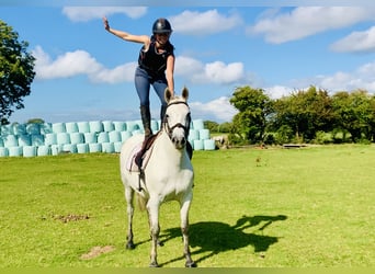 Connemara, Castrone, 5 Anni, 148 cm, Grigio