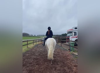 Connemara, Castrone, 5 Anni, 148 cm, Grigio