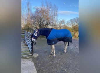 Connemara, Castrone, 5 Anni, 148 cm, Grigio