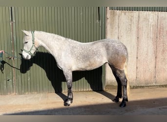 Connemara, Castrone, 5 Anni, 148 cm, Grigio