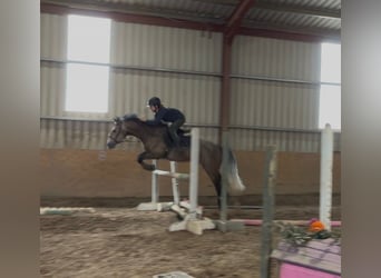Connemara, Castrone, 5 Anni, 148 cm, Grigio