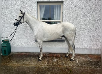 Connemara, Castrone, 5 Anni, 148 cm, Grigio