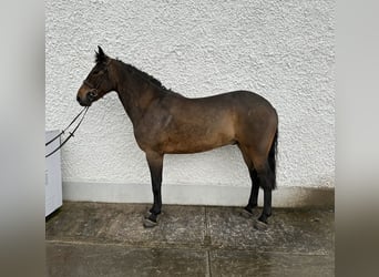 Connemara, Castrone, 5 Anni, 148 cm, Grigio