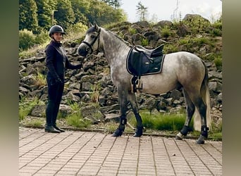 Connemara, Castrone, 5 Anni, 148 cm, Grigio ferro