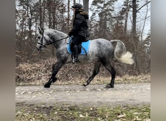 Connemara, Castrone, 5 Anni, 148 cm, Grigio ferro
