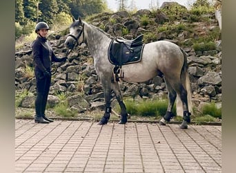 Connemara, Castrone, 5 Anni, 148 cm, Grigio ferro