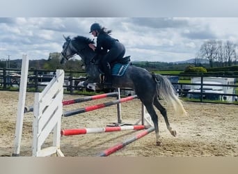 Connemara, Castrone, 5 Anni, 148 cm, Grigio