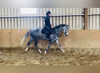 Connemara, Castrone, 5 Anni, 148 cm, Grigio