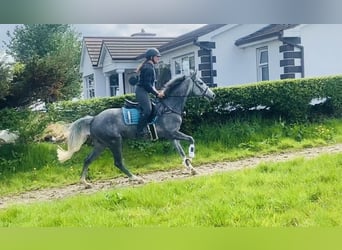 Connemara, Castrone, 5 Anni, 148 cm, Grigio