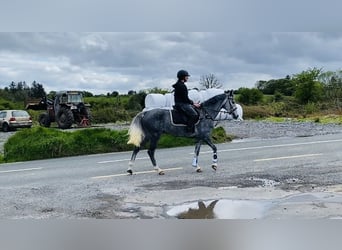 Connemara, Castrone, 5 Anni, 148 cm, Grigio