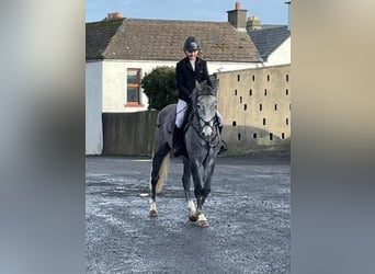 Connemara, Castrone, 5 Anni, 148 cm, Grigio