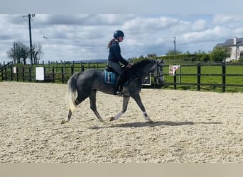 Connemara, Castrone, 5 Anni, 148 cm, Grigio