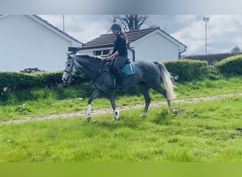 Connemara, Castrone, 5 Anni, 148 cm, Grigio