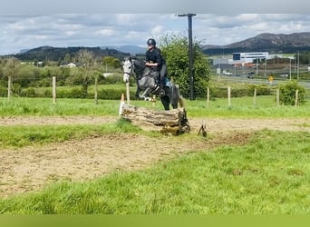 Connemara, Castrone, 5 Anni, 148 cm, Grigio