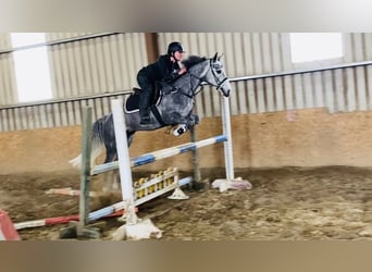 Connemara, Castrone, 5 Anni, 148 cm, Grigio