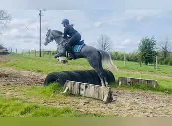 Connemara, Castrone, 5 Anni, 148 cm, Grigio