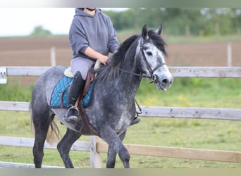 Connemara, Castrone, 5 Anni, 151 cm, Leardo