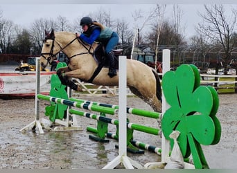 Connemara, Castrone, 5 Anni, 152 cm, Falbo