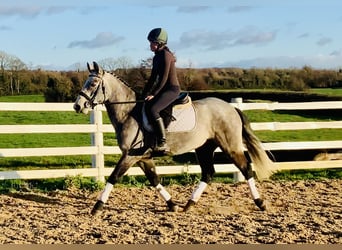 Connemara, Castrone, 5 Anni, 152 cm, Grigio