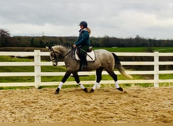 Connemara, Castrone, 5 Anni, 152 cm, Grigio