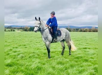 Connemara, Castrone, 5 Anni, 152 cm, Grigio pezzato