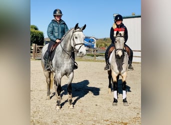 Connemara, Castrone, 5 Anni, 152 cm, Grigio pezzato