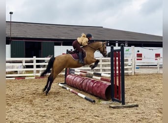 Connemara, Castrone, 5 Anni, 153 cm, Falbo