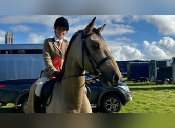 Connemara, Castrone, 5 Anni, 153 cm, Falbo