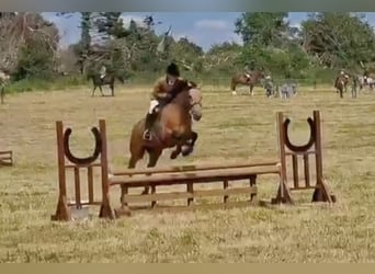 Connemara, Castrone, 5 Anni, 153 cm, Falbo