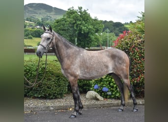 Connemara, Castrone, 5 Anni, 153 cm, Grigio