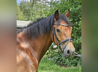 Connemara, Castrone, 5 Anni, 154 cm, Baio chiaro