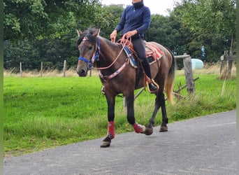 Connemara Mix, Castrone, 5 Anni, 154 cm, Falbo baio