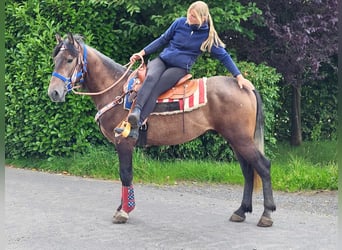 Connemara Mix, Castrone, 5 Anni, 154 cm, Falbo baio