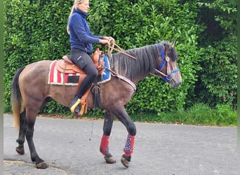 Connemara Mix, Castrone, 5 Anni, 154 cm, Falbo baio