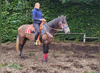 Connemara Mix, Castrone, 5 Anni, 154 cm, Falbo baio