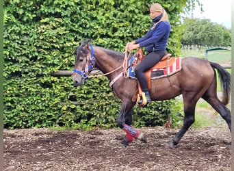 Connemara Mix, Castrone, 5 Anni, 154 cm, Falbo baio
