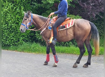 Connemara Mix, Castrone, 5 Anni, 154 cm, Falbo baio