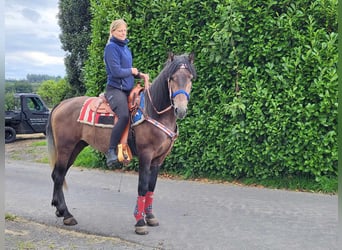 Connemara Mix, Castrone, 5 Anni, 154 cm, Falbo baio