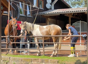 Connemara, Castrone, 5 Anni, 154 cm, Tobiano-tutti i colori