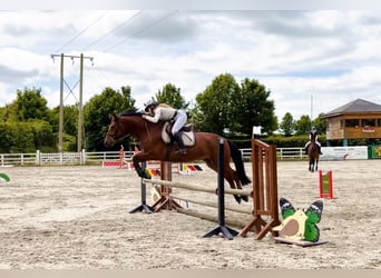 Connemara, Castrone, 5 Anni, 155 cm, Baio ciliegia
