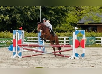 Connemara, Castrone, 5 Anni, 155 cm, Baio ciliegia