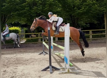 Connemara, Castrone, 5 Anni, 155 cm, Baio ciliegia