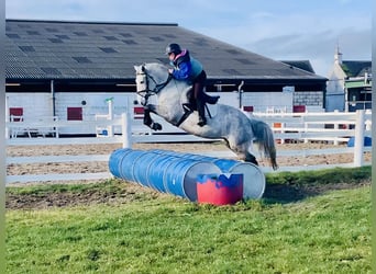 Connemara, Castrone, 5 Anni, 155 cm, Grigio